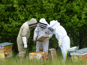 cadre plein d abeilles